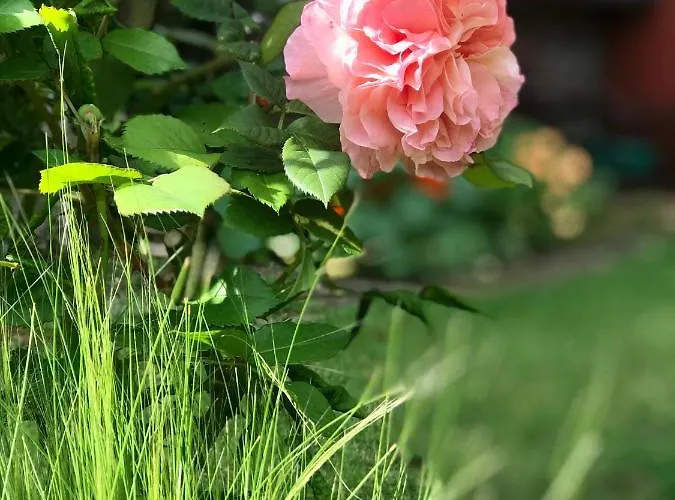 Logis Saint-flaceau Le Mans